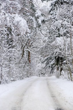 Güzel, sık bir ormanda, karlı bir kış. Dağların tepesinde, gündüz vakti.