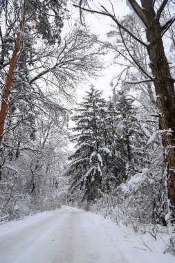 Güzel, sık bir ormanda, karlı bir kış. Dağların tepesinde, gündüz vakti.