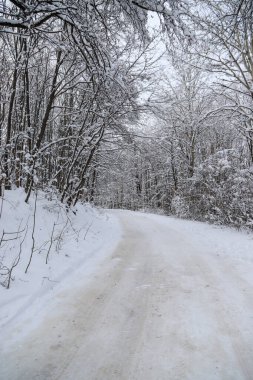 Güzel, sık bir ormanda, karlı bir kış. Dağların tepesinde, gündüz vakti.