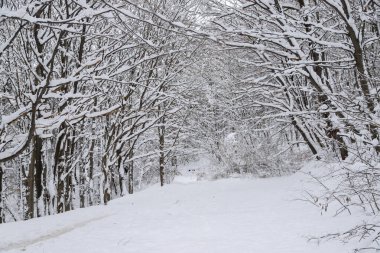 Güzel, sık bir ormanda, karlı bir kış. Dağların tepesinde, gündüz vakti.