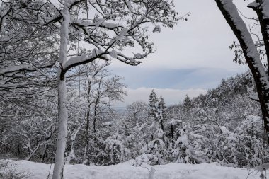 Güzel, sık bir ormanda, karlı bir kış. Dağların tepesinde, gündüz vakti.