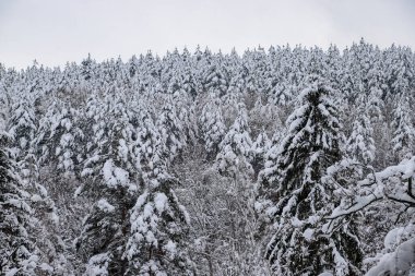 Güzel, sık bir ormanda, karlı bir kış. Dağların tepesinde, gündüz vakti.