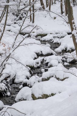 Güzel, sık bir ormanda, karlı bir kış. Dağların tepesinde, gündüz vakti.