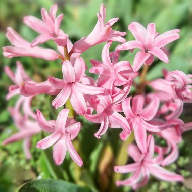 Yeşil çimlerde güzel pembe bir sümbül çiçeğinin yakın plan çekimine sahip bahar titreşimleri.