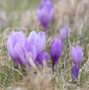Yeşil çimlerde, açık havada çekilmiş güzel mor kır çiçekleri ile bahar titreşimleri.