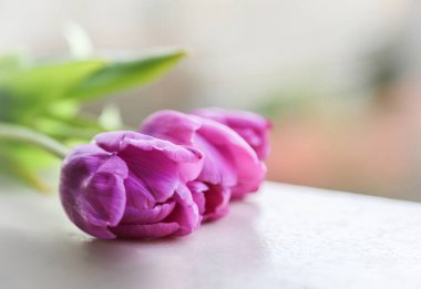 İlkbahar titreşimleri mermer yüzeyde uzanan güzel mor lalelerin yaratıcı bir görüntüsüyle