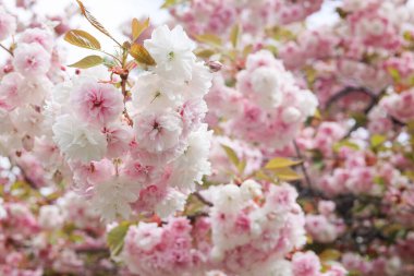 Zengin, güzel Japon kiraz ağaçları (sakura ağaçları) ile bahar titreşimleri, açık hava çekimi