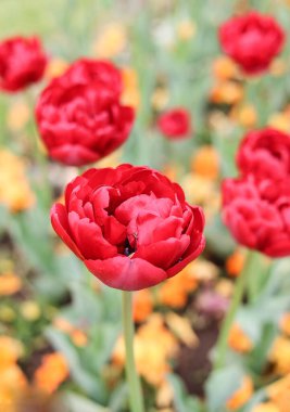 Şehir parkındaki güzel kırmızı lalelerin açık havada çekilmiş bir görüntüsü olan bahar titreşimleri.