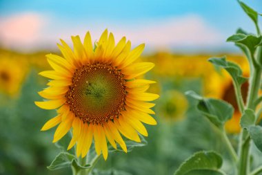 Rengarenk bir ayçiçeği tarlasında güzel bir günbatımı ön planda tek bir kır çiçeği