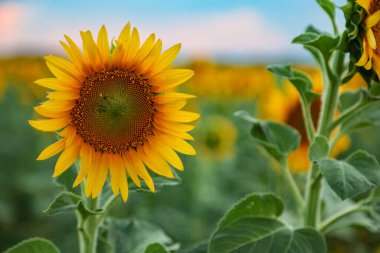 Rengarenk bir ayçiçeği tarlasında güzel bir günbatımı ön planda tek bir kır çiçeği