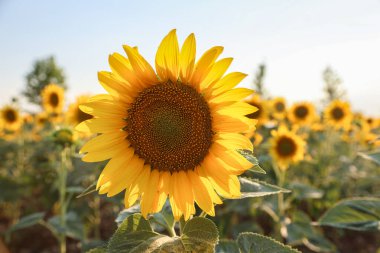 Taze ayçiçekleriyle dolu güzel kırsal alan, tarımsal çekim 