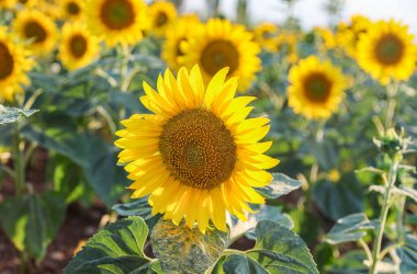 Taze ayçiçekleriyle dolu güzel kırsal alan, tarımsal çekim 