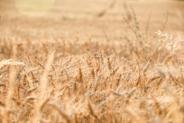 Yaz konsepti olan altın buğday tarlası, hasat başlamadan önce Temmuz sonunda çekildi.