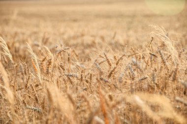 Yaz konsepti olan altın buğday tarlası, hasat başlamadan önce Temmuz sonunda çekildi.