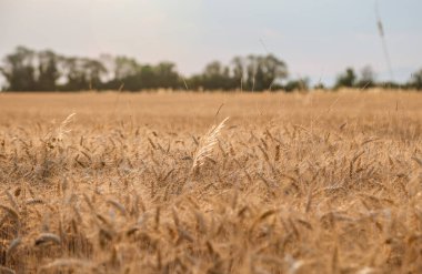 Yaz konsepti olan altın buğday tarlası, hasat başlamadan önce Temmuz sonunda çekildi.