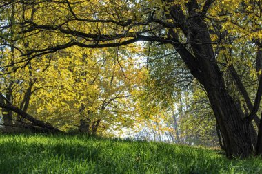 Renkleri, ışığı ve dalları olan taze bir ormanda yaz konsepti