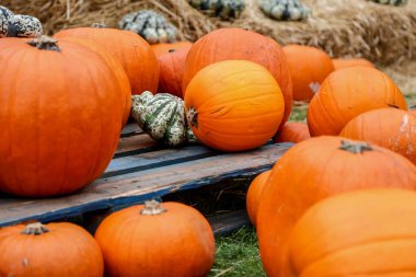 Yerde bir sürü balkabağı sergilenen ve sonbahar çiçekleriyle süslenmiş Şükran Günü konsepti.