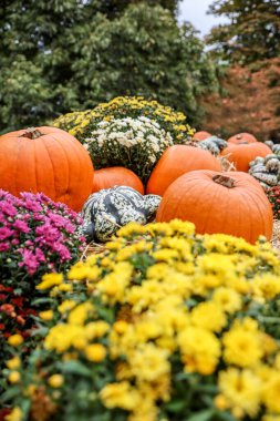 Yerde bir sürü balkabağı sergilenen ve sonbahar çiçekleriyle süslenmiş Şükran Günü konsepti.
