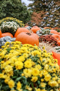 Yerde bir sürü balkabağı sergilenen ve sonbahar çiçekleriyle süslenmiş Şükran Günü konsepti.