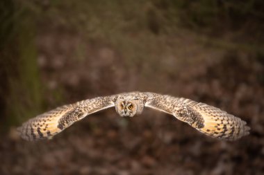 İnanılmaz bir Avrasya kartal baykuşu (Bubo bubo) yağmurlu bir günde bahar çayırlarında uçuyor..