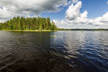 Ormandaki nehir. Doğada ağaçlar var.