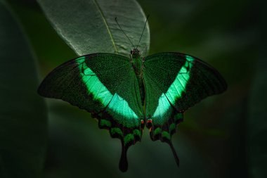 Ormandaki yeşil kelebek doğa arka planında