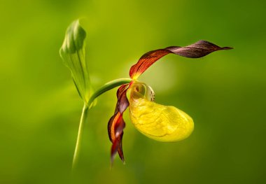 İnanılmaz bir çiçek, Cypripedium kalceolus, nadir bulunur. Canlı renkler, sarı, kırmızı ve arkaplan