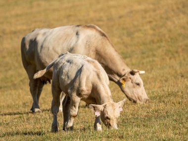 Çayırdaki sığırlar. Yumuşak ve ılık sabah ışığı. Neredeyse kuru ot..