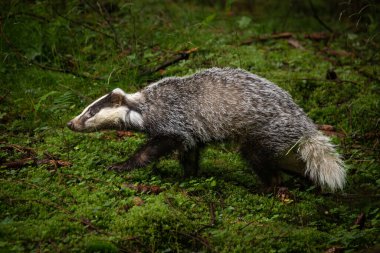Şüphesiz bir hayvandır, porsuk büyük ve gridir, kısa, tüylü bir kuyruğu, siyah göbeği ve pençeleri ve siyah-beyaz çizgili bir yüzü vardır.