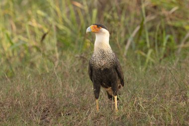 Caracara (