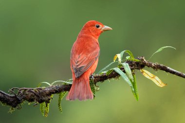 Summer Tanager 'ın göz kamaştırıcı kırmızı renkli erkeği. Yağmur ormanlarının yeşil arka planı. Orta Amerika 'nın sıradan ama güzel küçük kuşu. Meraklı ve tedbirli. Yosun kaplı dalda sessizce otururken.