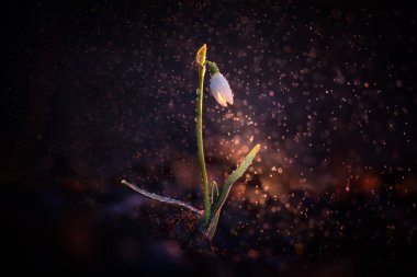 Galanthus veya Kartanesi, narin çiçek, ilkbaharda açan ilk çiçeklerden biri.