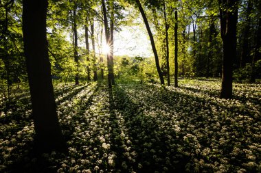 Parkta güzel bahar çiçekleri, doğal çiçek arkaplanı.