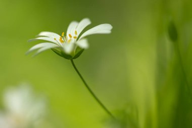 Yeşil arkaplanda beyaz çiçeğin görüntüsünü kapat