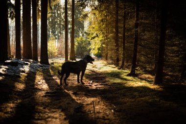 Kara Labrador 'un ormandaki sevimli ve meraklı bakışları.