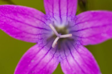 Bahçedeki güzel mor çiçek, kapat