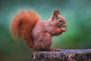 Sıcak bir sabah ışığında doğal bir parkta sevimli, genç, kırmızı bir sincap. Çok sevimli bir hayvan, çevresiyle ilgili ilginç, renkli, komik görünümlü..