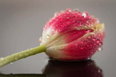 Pembe lale suya yansıyor. Bu tipik bahar çiçeğinin detaylı çekimi