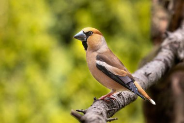 Hawfinch, ispinozgiller (Fringillidae) familyasından bir kuş türü. Bu kuş Avrupa genelinde ve ılıman Asya 'da ürer (Palearctic).
