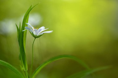 Yeşil arkaplanda beyaz çiçeğin görüntüsünü kapat