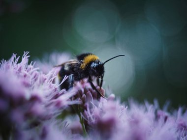 Pembe bir çiçekte oturan yaban arısının detaylı portresi. Sabah sahnesi, çok yumuşak ışık, yeşil arkaplan.