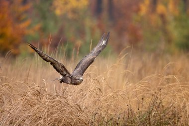 Uçan muhteşem baykuş. Görkemli, sakin ve huzurlu bir kuş, ama tehlikeli bir avcı. Yırtıcı kuş, büyük sarı gözler, pençeler ve gaga..