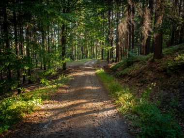 Orman yeşili doğal manzara. Ağaçlar ve patika. Yürü ve rahatla. Huzurlu, sessiz, rahatlatıcı.