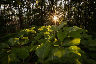 Ormanda sabah güneşi doğada