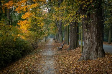 Parkta güzel bir sonbahar doğayla iç içe.
