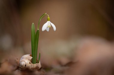 Galanthus veya Kartanesi, narin çiçek, ilkbaharda açan ilk çiçeklerden biri.