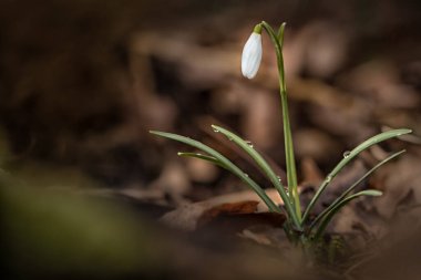 Galanthus veya Kartanesi, narin çiçek, ilkbaharda açan ilk çiçeklerden biri.