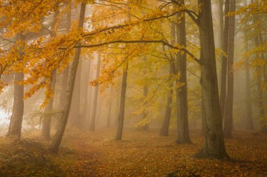 Ormanda kırmızı ve altın ağaçlarla dolu güzel sonbahar manzarası