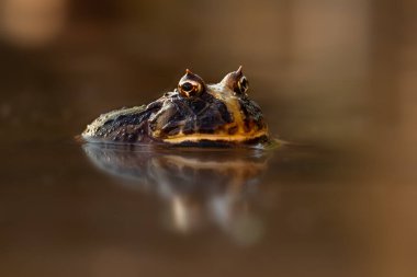 Su yüzeyine yansıyan egzotik kurbağanın renkli ve ılık bir fotoğrafı. Hala karada oturuyor, harika doğal çekim..