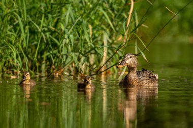 Göldeki ördek ailesi, yakın görüş. 